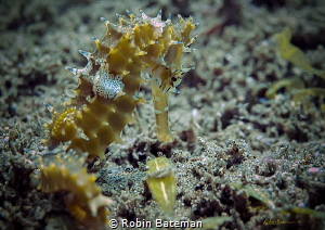 Princely Pose - I finally had my choice of sea horses to ... by Robin Bateman 